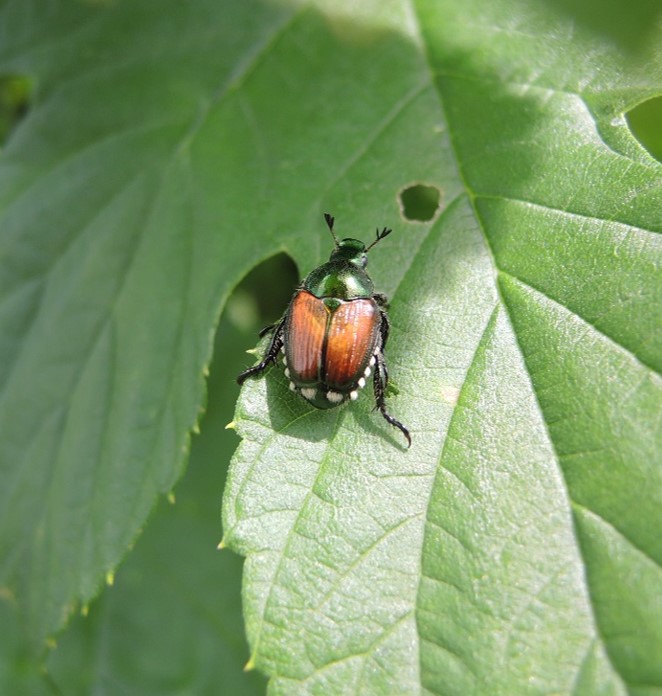 Japanese beetle on a hop leaf.